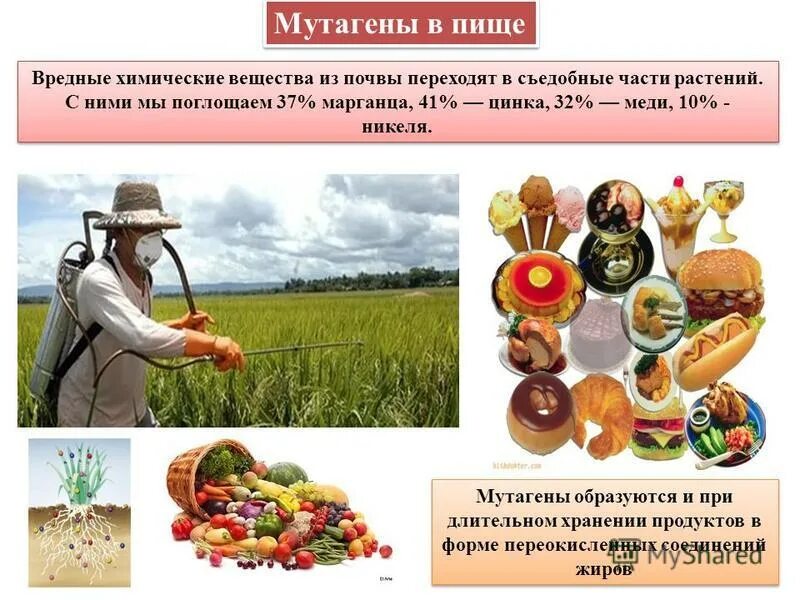 Сохранение и модификация ДНК: - ppt download