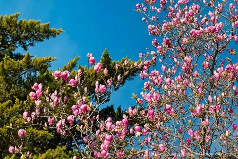 Цветущая ялта