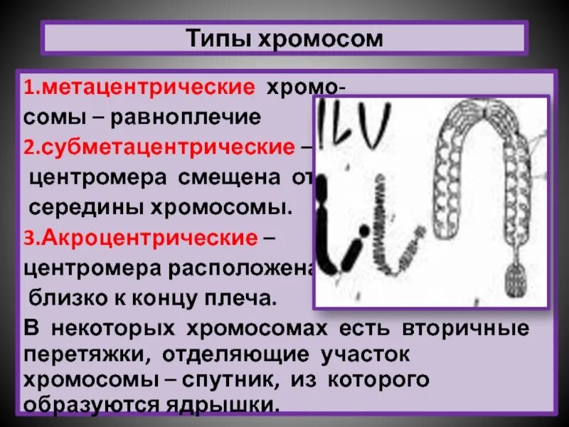 Какие типы хромосом вам известны. Акроцентрические хромосомы человека. Типы хромосом. Хромосомы и их типы. Метацентрический Тип хромосом.