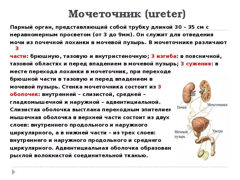 Мочеточники выполняют функцию. Мочеточник его функция. Строение мочеточника. Структура мочеточника. Мочеточник строение части.