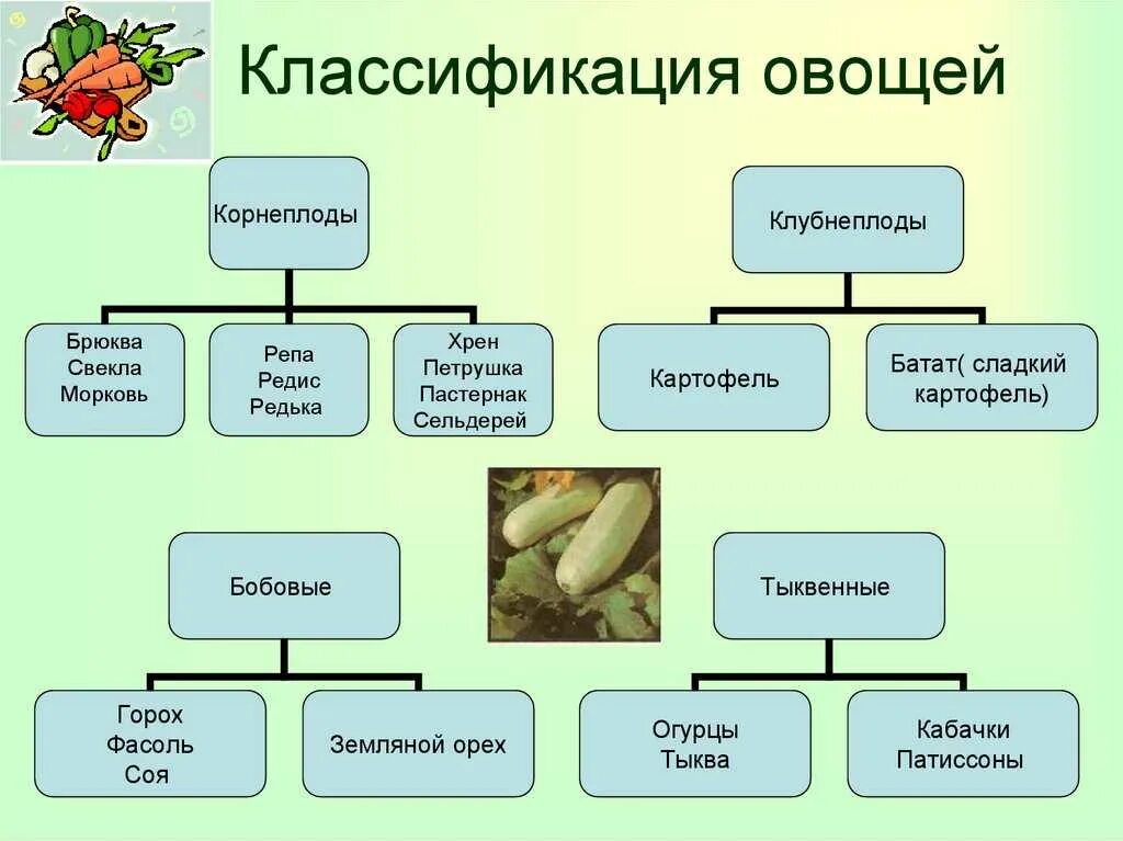 Классификация овощных культур по продуктовым органам. Овощи классификация овощей. Классификация овощей таблица. Классификация традиционных видов овощей. Питание делится на группы