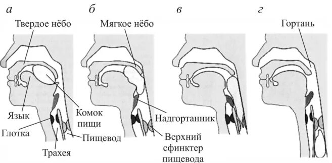 Фазы глотания. Глотание физиология. процесс глотания схема. процесс глотания у человека. фазы глотания схема.