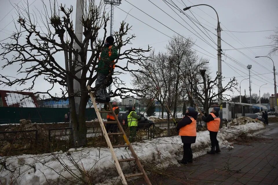 Обрезка деревьев в октябре 2025. Формовочная обрезка деревьев. городские деревья. подрезка деревьев в городе. обрезанные деревья в городе.
