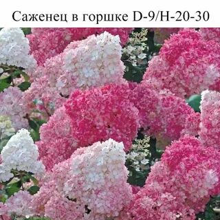 Байрон фрейз
