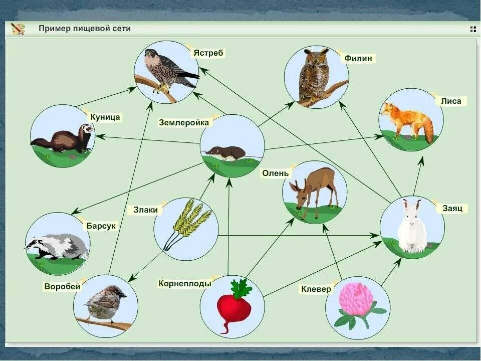Связь между экосистемами. Пищевая сеть схема биология. Пищевые связи цепи питания схема. Примеры схема пищевой сети. Пищевая сеть леса схема.
