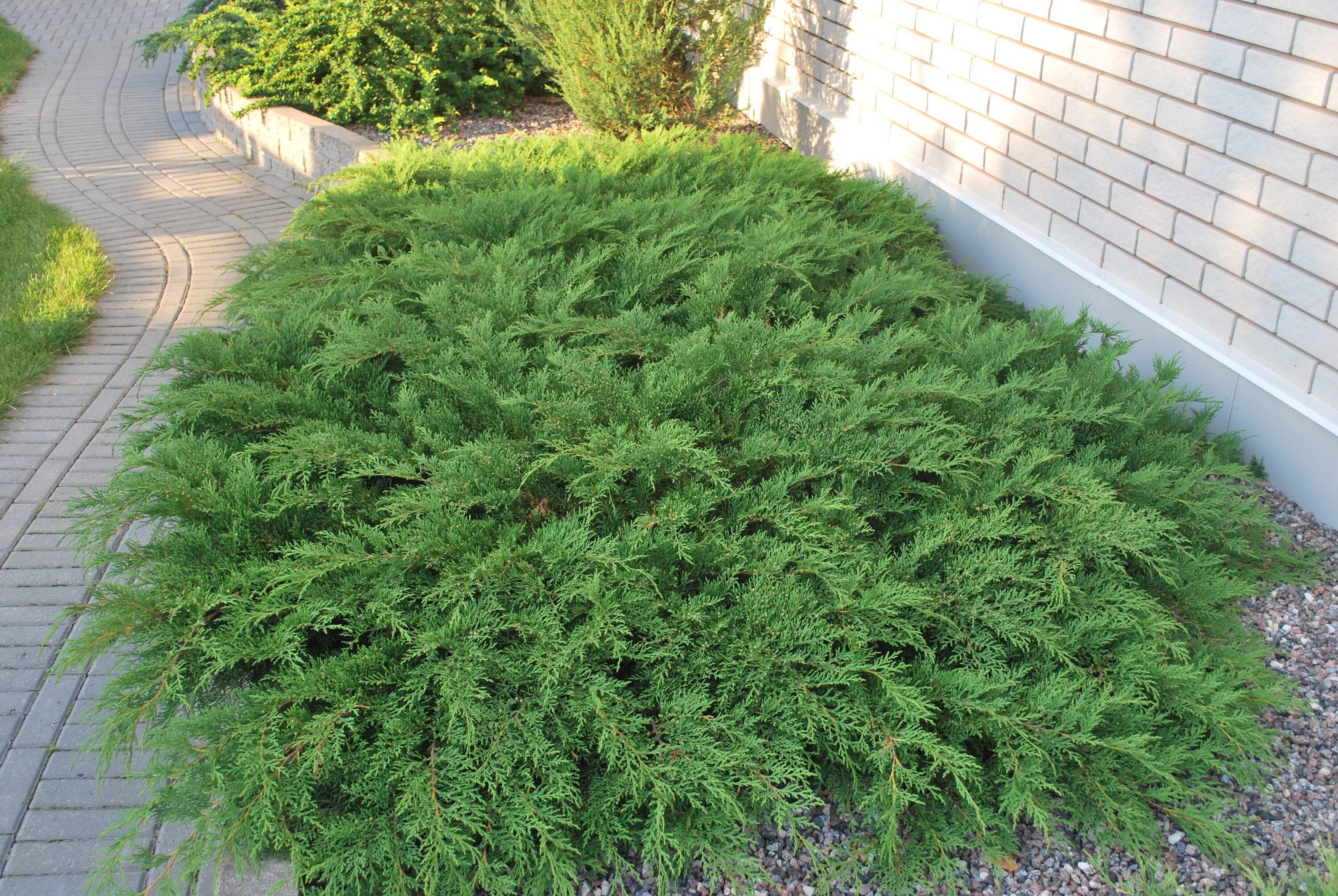 Куст елочка. Куст елочкой. Кохия летний кипарис. Кохия летний кипарис. Кохия веничная.