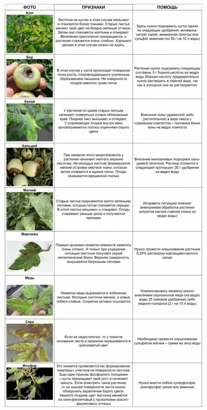 Нехватка микроэлементов у томатов. Таблица нехватки микроэлементов у растений томатов. Определить по листьям чего не хватает помидорам. Нехватка элементов питания у томатов. Болезни томатов в теплице описание с фотографиями