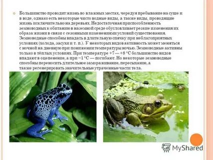 Среда обитания земноводных наземная и водная кожа