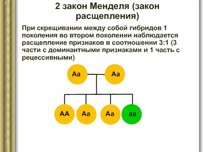 Гибридов первого поколения скрестили между собой. 2 Закон Менделя соотношение. 2 Закон Менделя закон расщепления. Расщепление по 1 закону Менделя. 2 Закон расщепления Мендель схема.