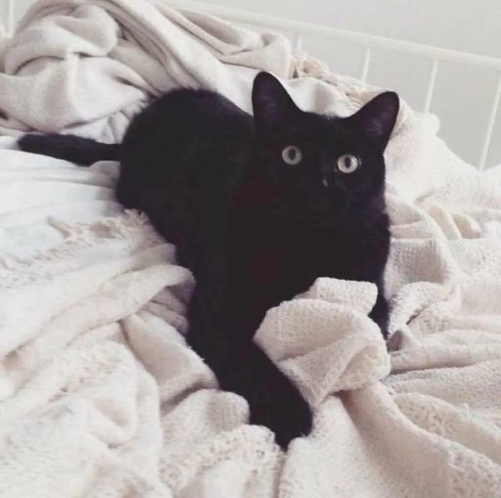 Эстетика котики на аву. Черный кот Эстетика. Кошки Эстетика. Чёрные коты Эстетика. Черный котенок Эстетика.