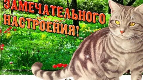 Доброе утро с пятницей с котиками