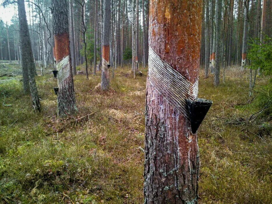 Сок хвойных деревьев
