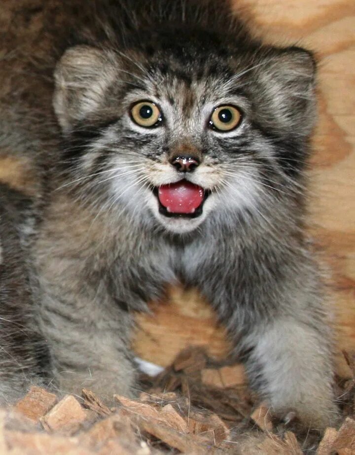 Кот манул котята. Манул. детеныш манула. кот породы манул. кот манул фото.