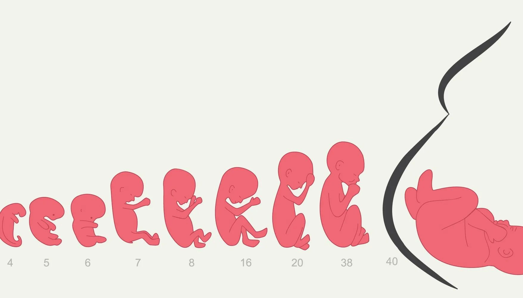 40 недель и 1 день. Ребенок в животе по неделям. Эволюция ребенка в утробе.