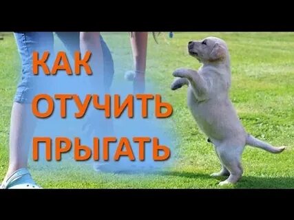 Щенок прыгает и кусается