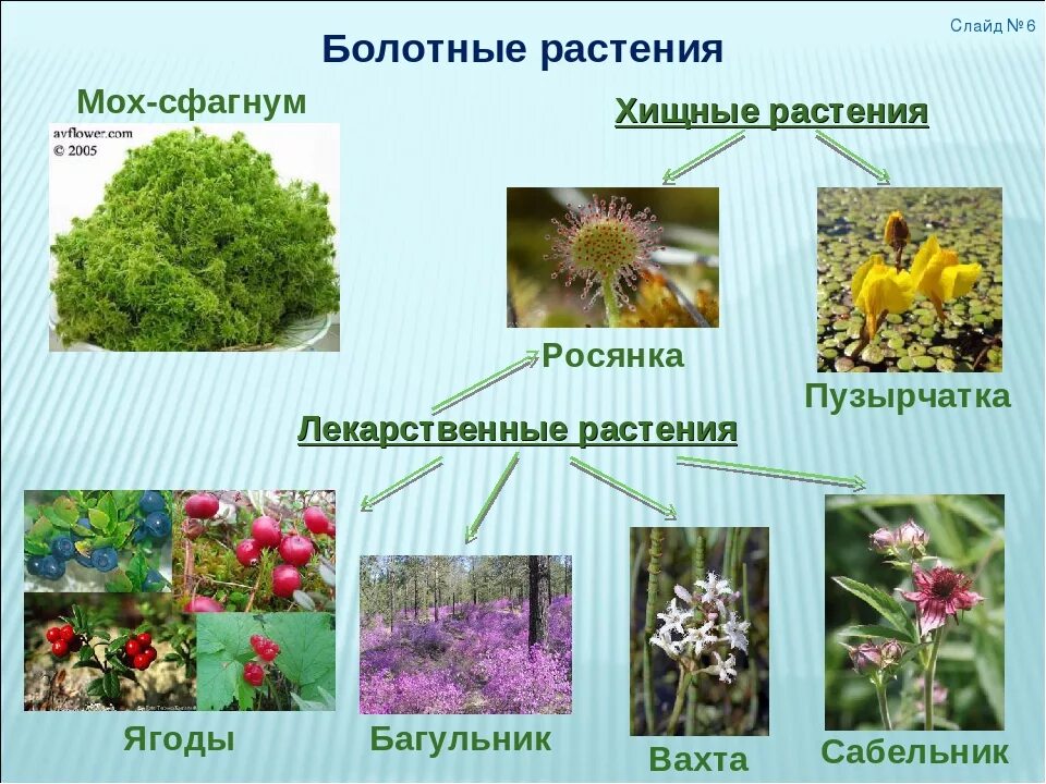 Государственных учреждениях растение. Растения на болоте. Растения которые растут на болотах. Растения растущие на болоте. Растения произрастающие на болотах.