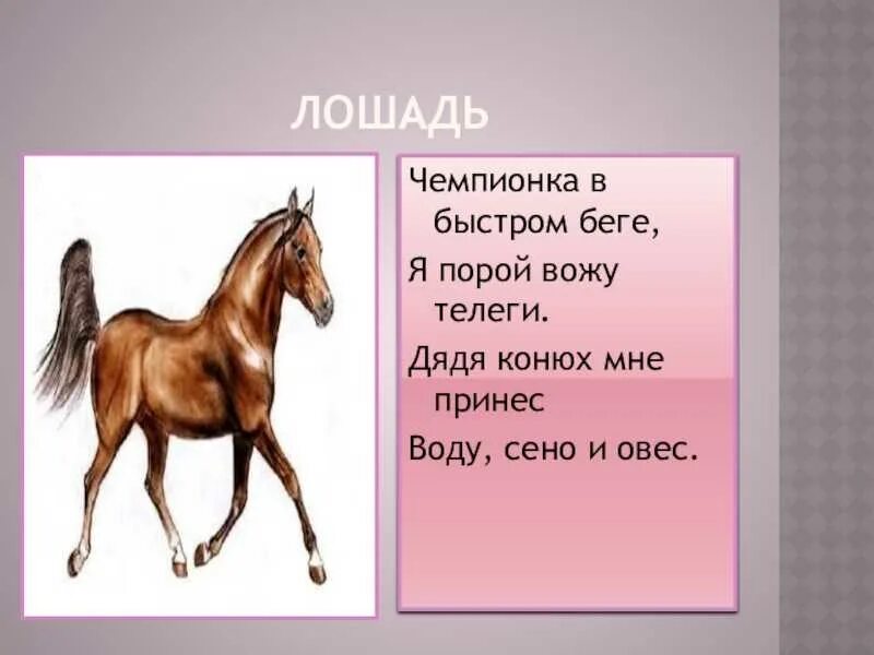 Лошадка 2 класса. Загадка про лошадь. Загадка про лошадку для детей. Загадка про кобылу. Загадка про лошадь для детей.