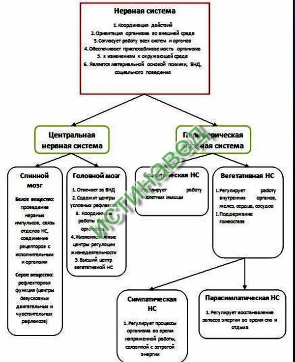 Значение нервная система 8 класс. Таблица по нервной системе 8 класс. таблица по биологии 8 класс нервная система. таблица значение нервной системы 8 класс биология. составьте и заполните значение нервной системы.