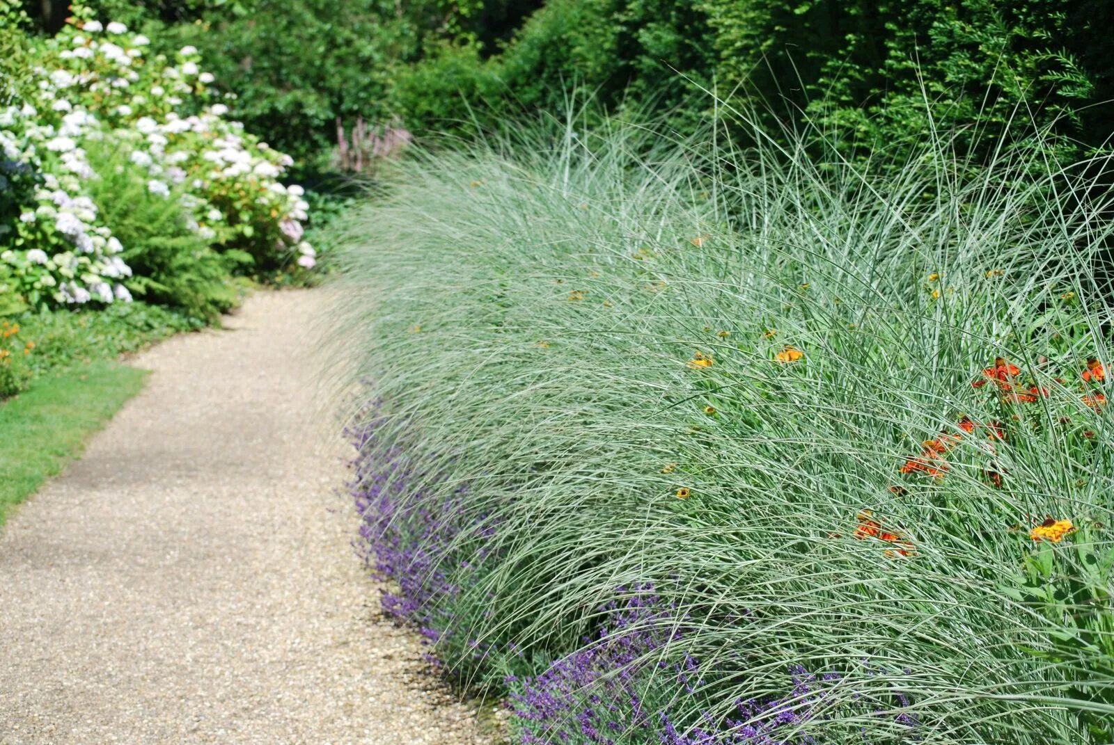 монинг лайт мискантус. мискантус китайский монинг лайт. мискантус морнинг лайт. мискантус китайский монинг. монинг лайт мискантус.