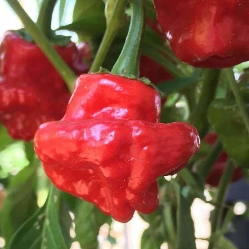 Pepper c. Scotch Bonnet перец. Перец Scotch Bonnet Chocolate. Tobago перец. Перец полуострый Тринидад скотч Боннет.