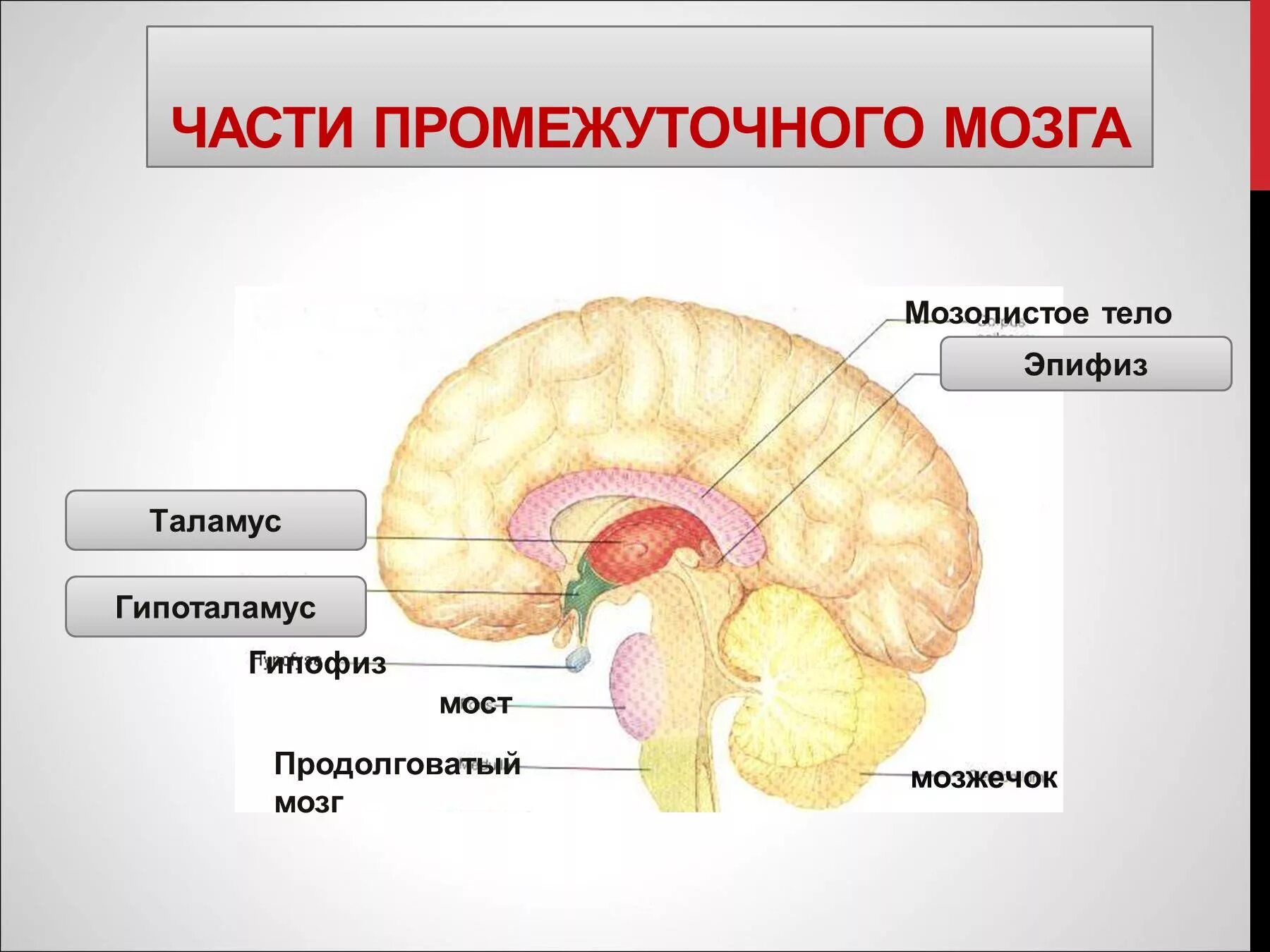 Таламус и гипоталамус какой отдел мозга. Отделы головного мозга таламус и гипоталамус. Строение головного мозга таламус гипоталамус. Таламус гипоталамус гипофиз отделы головного мозга. Промежуточный мозг анатомия гипоталамус.