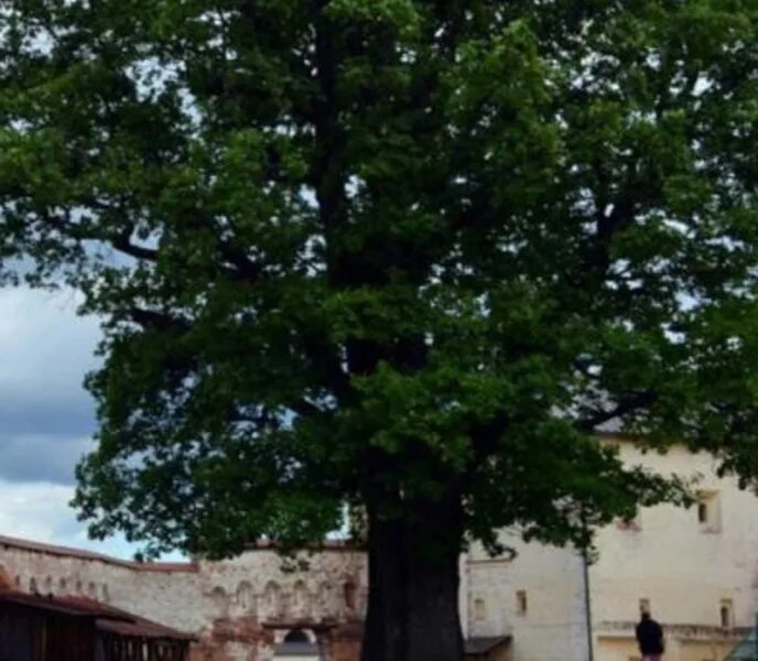 Мемориальное дерево дуб черешчатый Челябинск. Деревья Вологодской области. Деревья Вологды. Дубы в Вологде. Купить деревья вологда