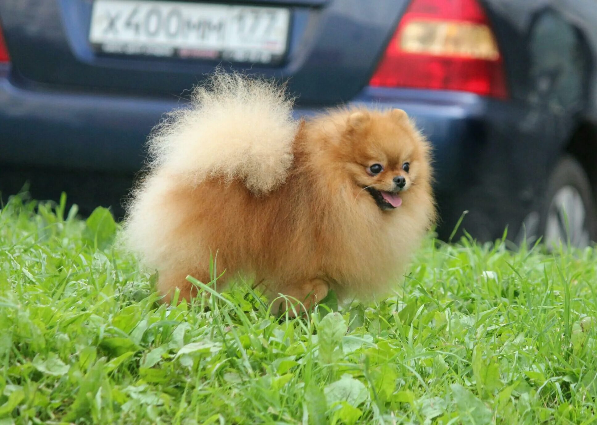 Померанский шпиц стандарт характер. Немецкий шпиц параметры породы. Шпиц рассказ о породе. Померанский шпиц боо. Порода шпицев померанский шпиц.