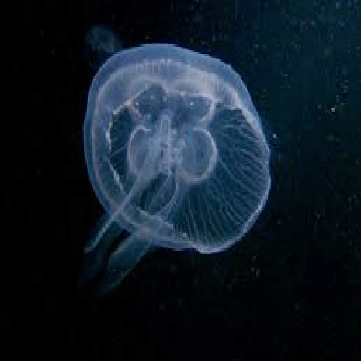 сухая медуза