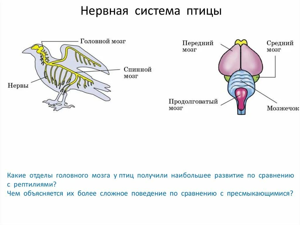 Класс птицы мозг. Нервная система птиц мозг. Нервная система птиц 7 класс. Нервная система птицы головной мозг. Нервная система птиц 7 класс биология.