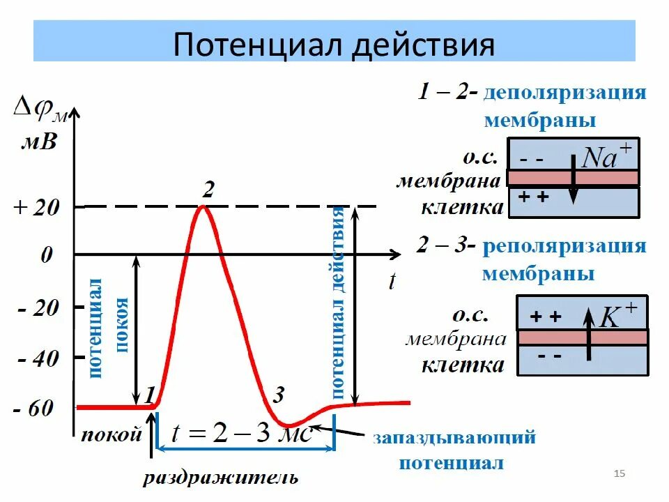 Мембранный потенциал деполяризация мембраны. График мембранного потенциала покоя. Потенциал действия мембраны формула. Мембранный потенциал покоя схема. Максимальное использование потенциала