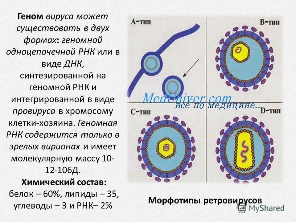 Типы вирусных геномов. Молекулярно-генетическая организация вирусов. Генетическая структура вируса. Строение генома вируса.