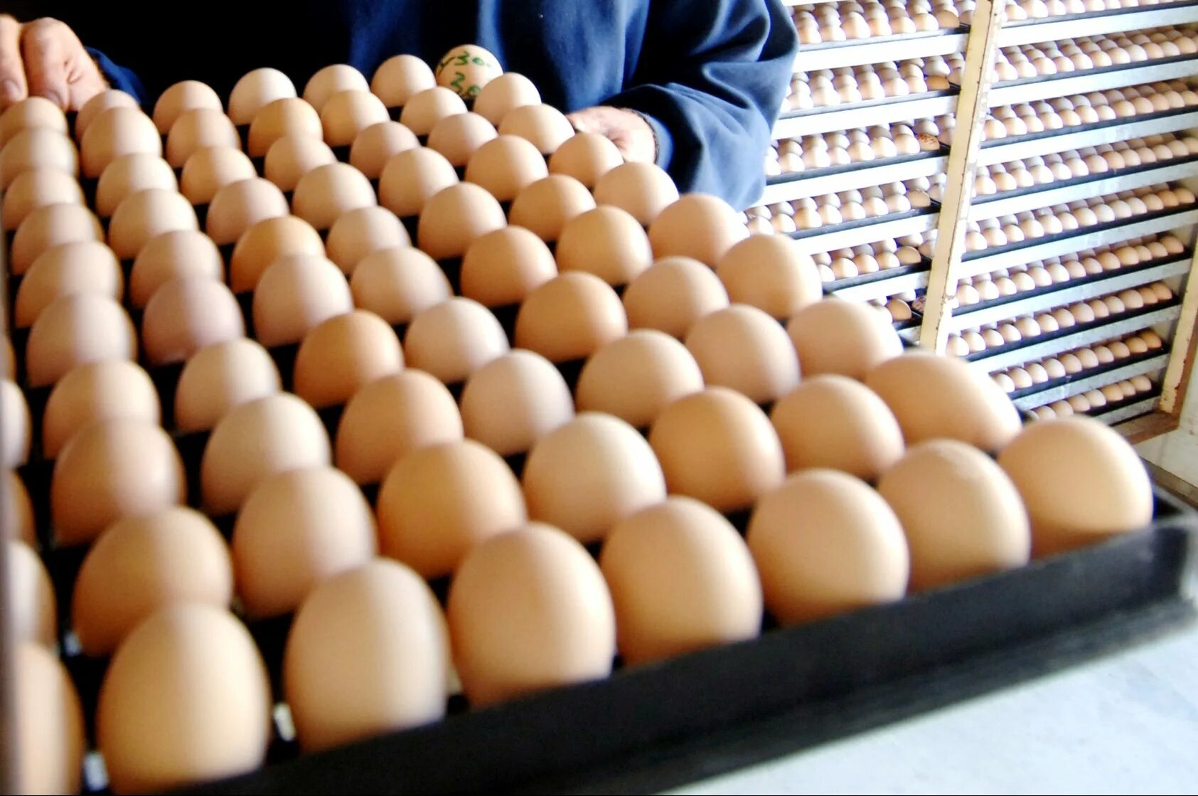 Eggs wiki