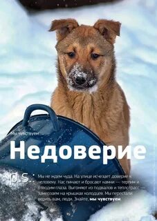 Социальная реклама бездомные