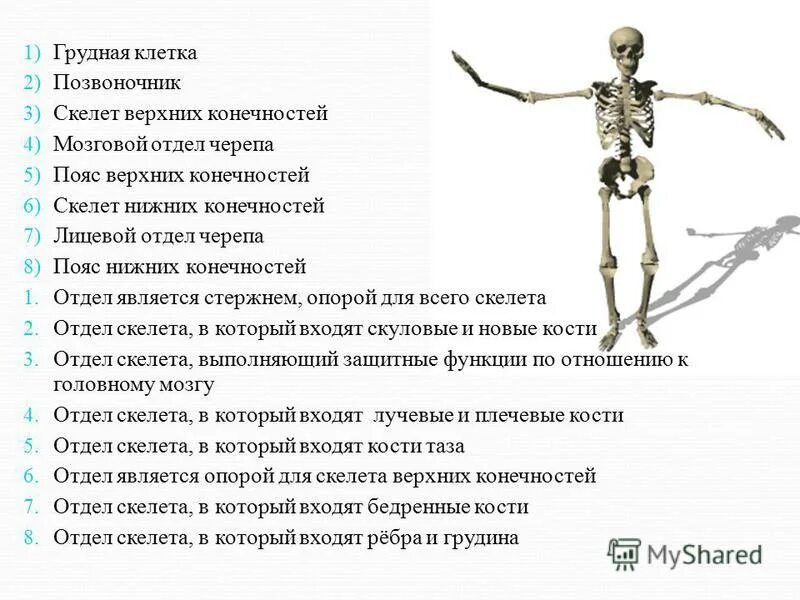 Нижних конечностей и головного мозга. Функции скелета нижних конечностей. Особенности скелета человека. Скелет выполняет функции.