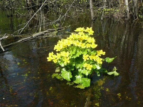 Растения заповедника большая Кокшага. Цветы большой Кокшаги. Заповедник большая Кокшага Республики Марий Эл. Цветы жёлтого цвета Марий Эл.