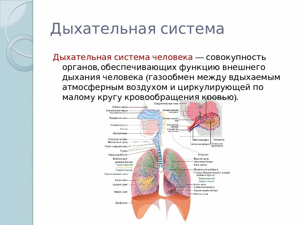 Органы обеспечивающие дыхание человека. Дыхательная система строение и функции дыхательных путей.. Работа дыхательной системы схема. Дыхательная система органов дыхания рис 52. Анатомия функции органов дыхательной системы.