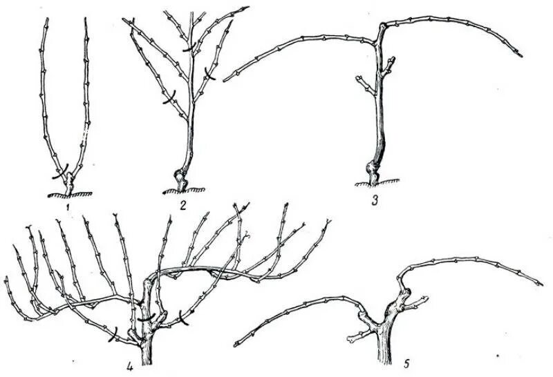 Обрезка лозы винограда весной. Формирование двухрукавного куста винограда. Весенняя формировка винограда. Формировка винограда летом.