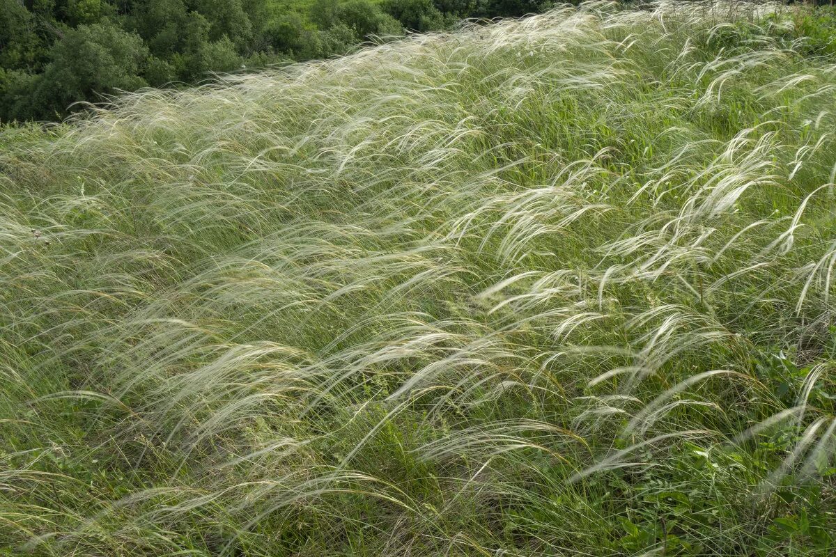 ковыль уклоняющийся. ковыль опушеннолистный. степной ковыль в крыму. ковыль волосатик (тырса). ковыль волосатик stipa capillata.