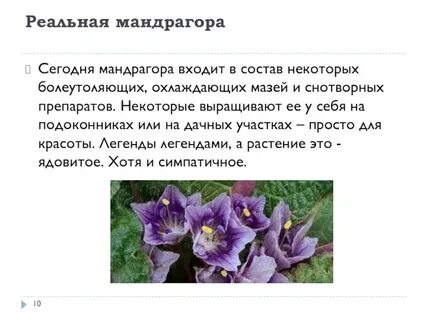 Мандрагора фото и описание