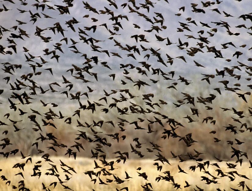 стая птиц. стая птиц. стая голубей. грустная птица под дождем. стая птиц.