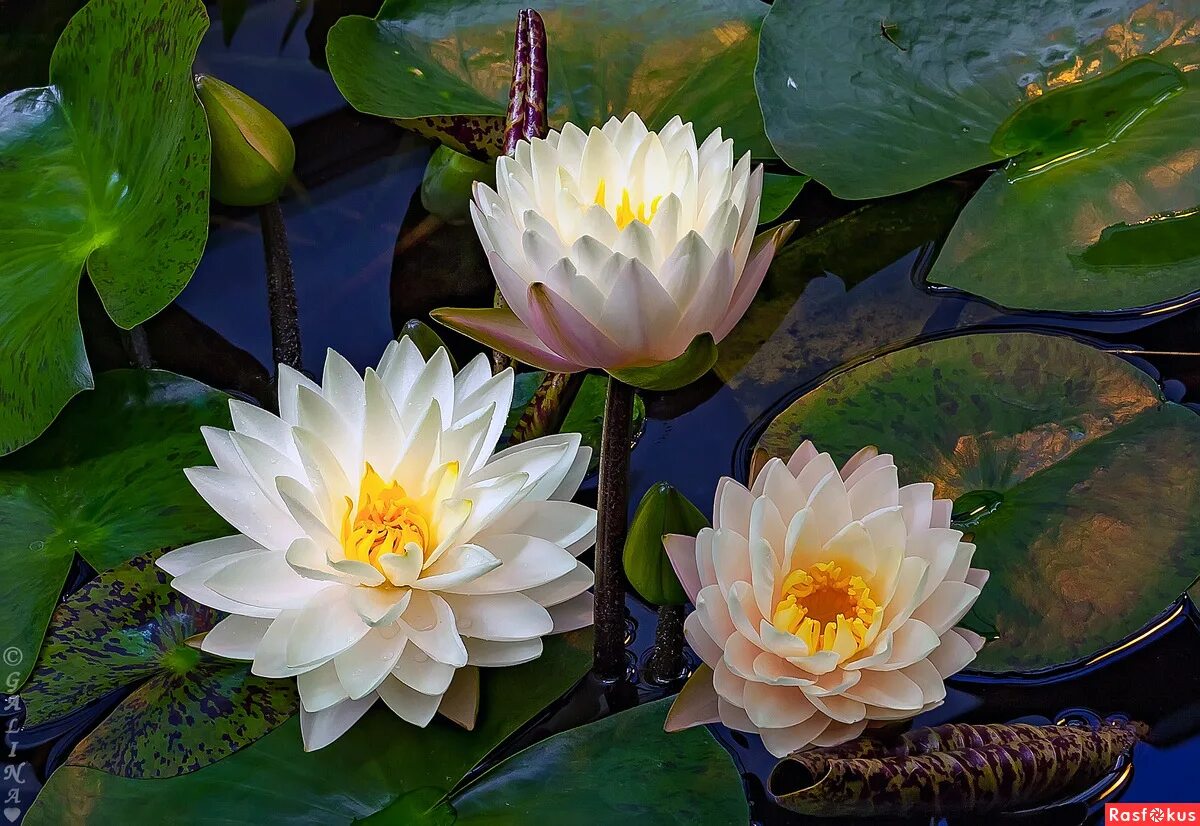 Нимфея фото. Кувшинка Nymphaea Hollandia. Нимфея гибридная. Нимфея Иннер Лайт. Нимфея Formosa.