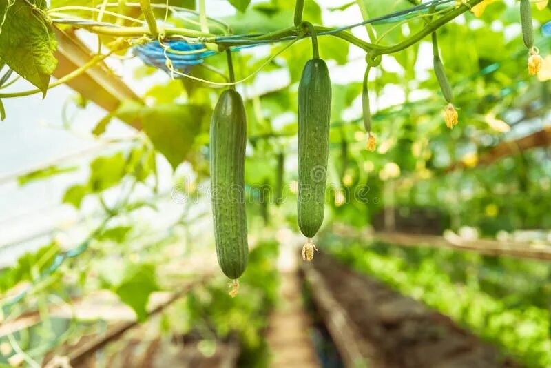 Cucumber growing
