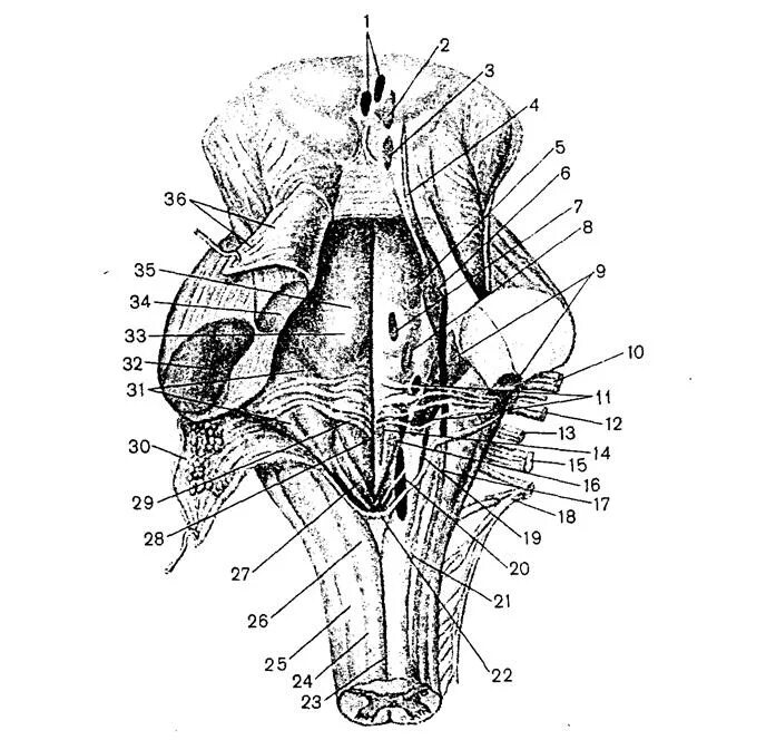 Дорсальная поверхность мозга. Дорсальная поверхность ствола мозга. Ромбовидная ямка ствола головного мозга. Ромбовидная ямка анатомия ядра. Анатомия ствола мозга проекция ядер.