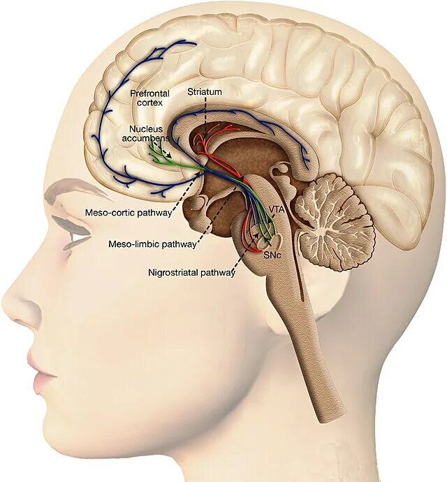 Фильтр входящей информации в головном мозге. Nucleus accumbens в головном мозге. стриатум и паллидум. вентральный стриатум. нуклеус аккумбенс.