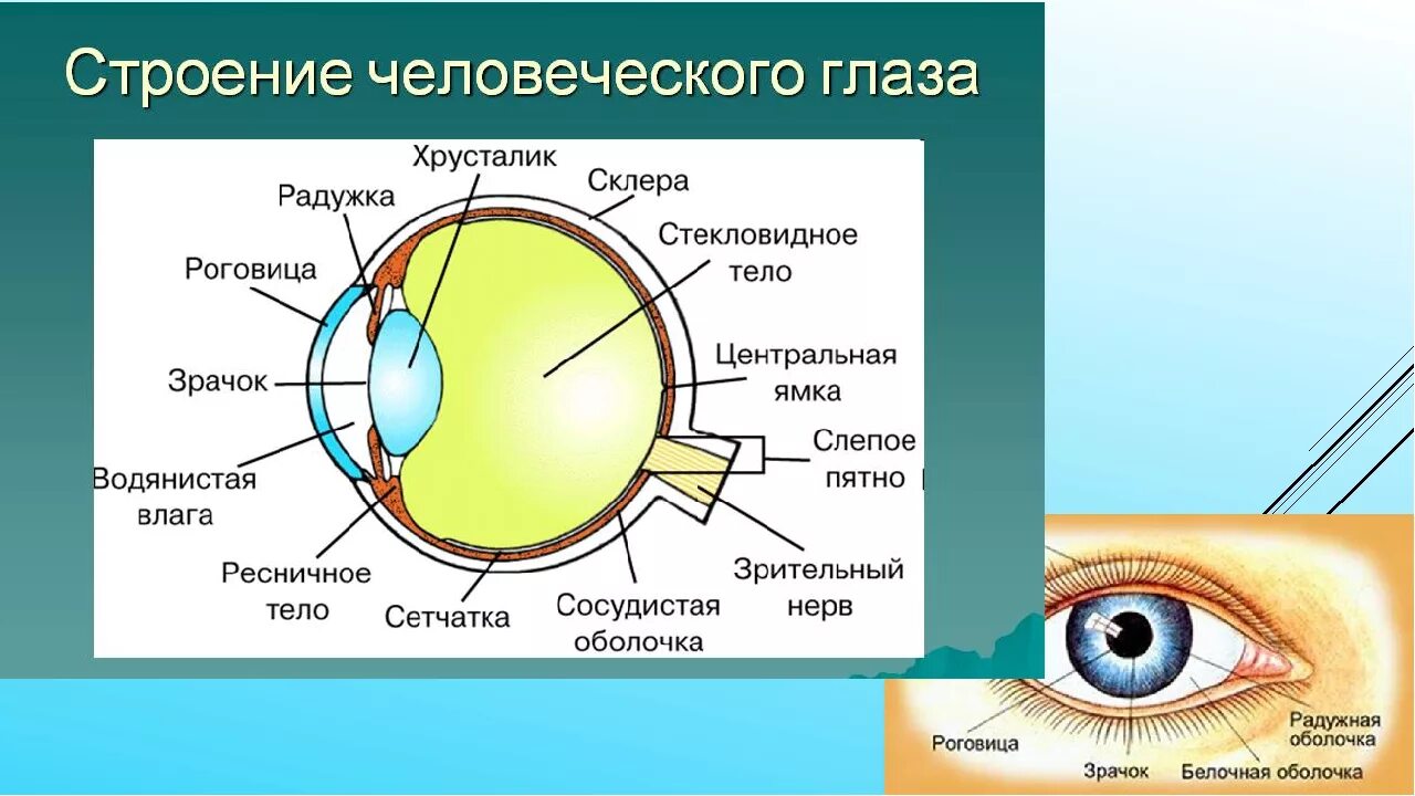 Строение роговицы оболочки глаза. Строение хрусталика глаза анатомия. Строение глаза зрачок роговица хрусталик. Строение глаза роговица хрусталик. За зрачком в органе зрения человека находится