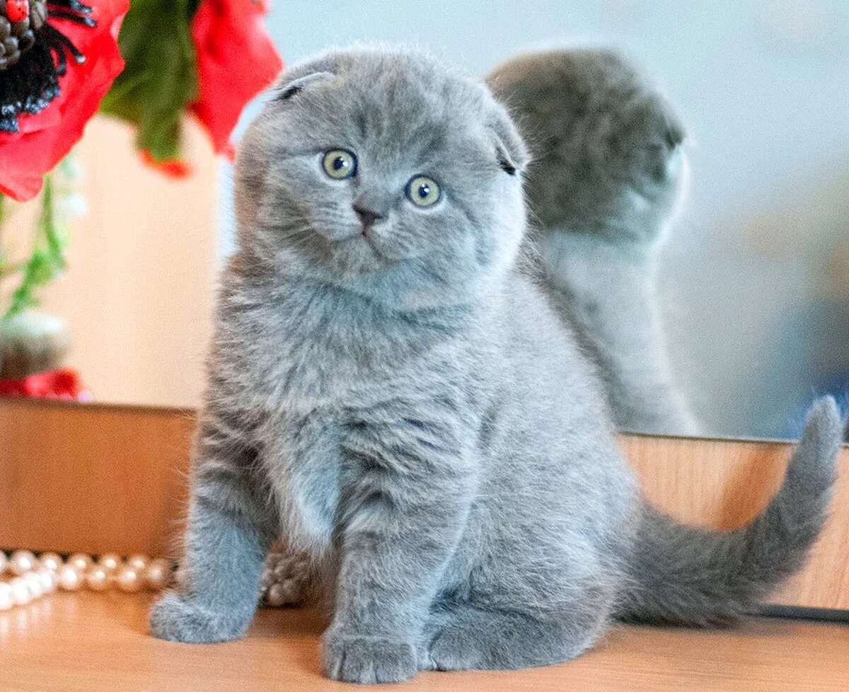 Настоящая женщина должна быть вредной и капризной. Шотландский котик. Скоттиш фолд британец вислоухий. Шотландская кошка скоттиш фолд. Шотландский вислоухий скоттиш.