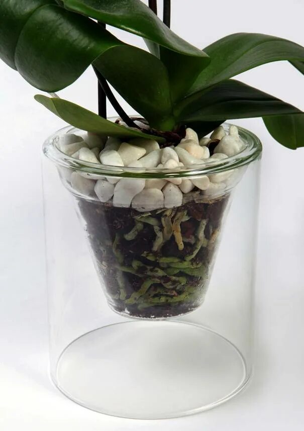 Орхидея фаленопсис икеа. Цветы в прозрачных горшках. Горшки для орхидей прозрачные. Цветы в прозрачных горшках комнатные. Орхидея в непрозрачном горшке