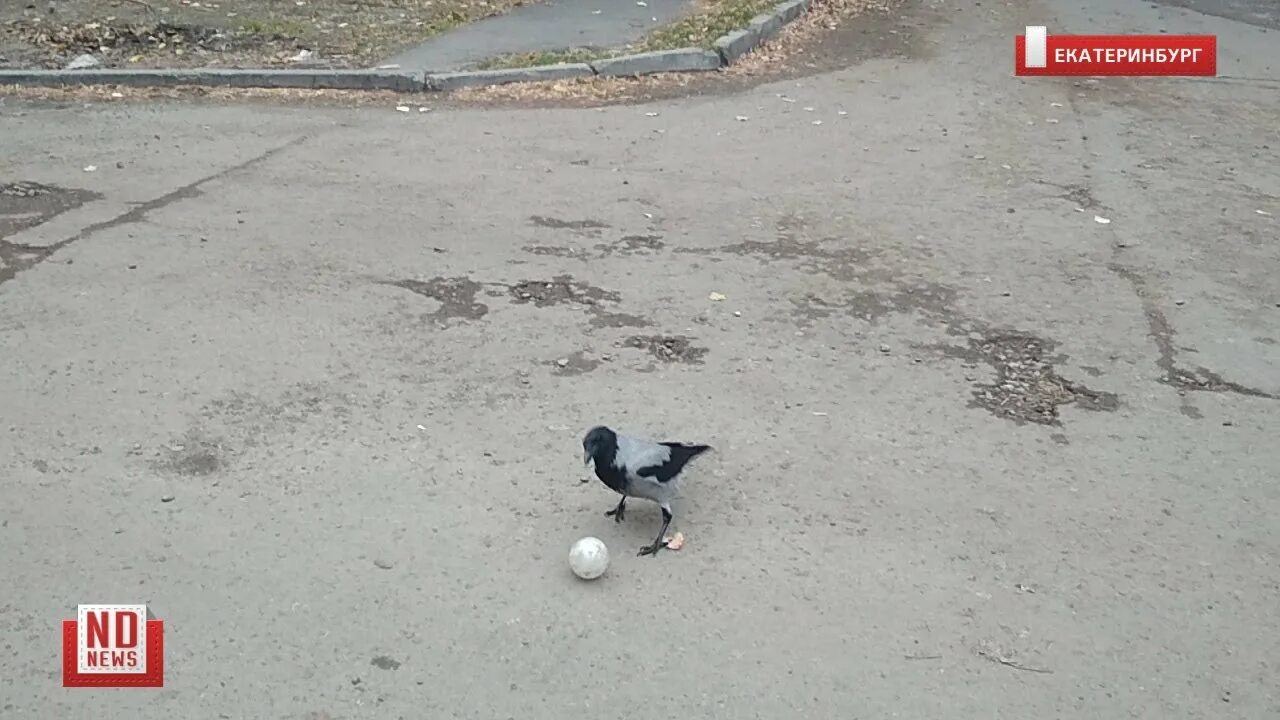 Ворона гоняет. Вороны во дворе. Ворона с мячом. Ворона играет в мяч. Мяч гоняю по двору.