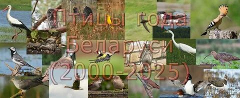 Птица года 2024