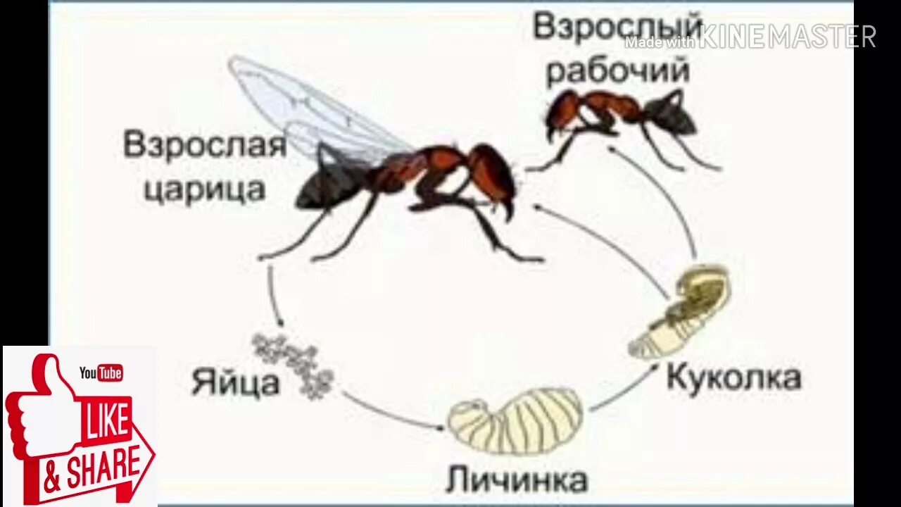 Лесной муравей тип развития. Жизненный цикл муравья. Цикл развития муравья схема для детей. Стадия развития муравья яйцо личинка. Цикл развития личинки муравья.